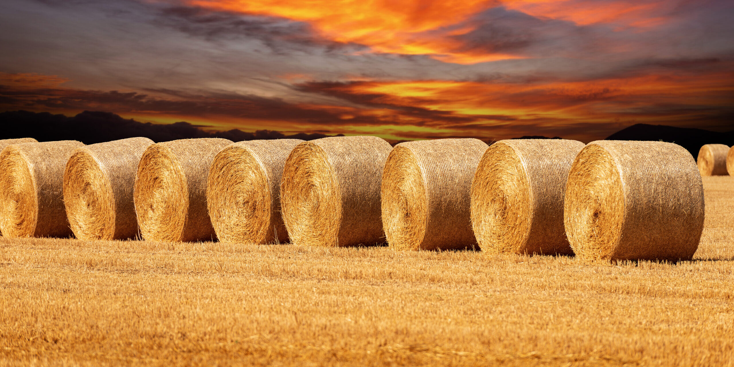 Row of Golden Hay Bales with Beautiful Sunset Sky, Padan Plain, Italy.